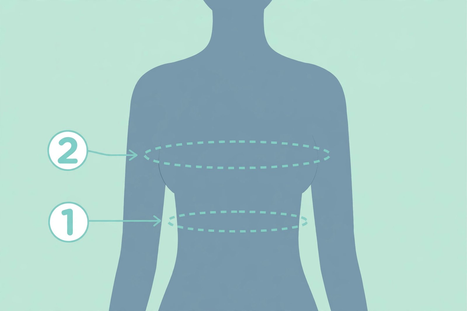 Diagram of the two measurements the bra calculator needs: underbust and fullest bust